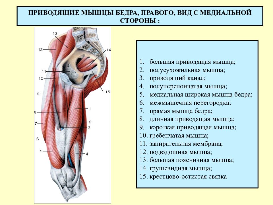 Приводящие мышцы бедра анатомия картинки