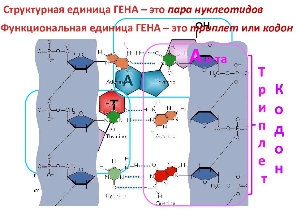 Функциональные гены. Структурный ген.