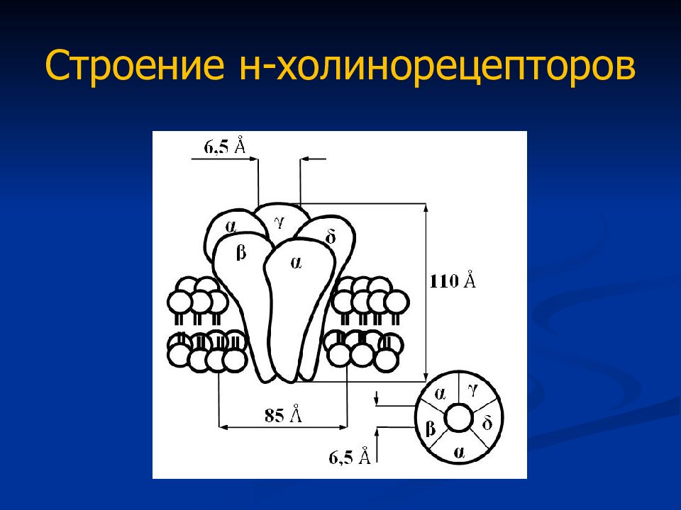 Холинорецепторы. Строение рецептора ацетилхолина. Строение холинорецепторов. Мускариновые холинорецепторы строение. Н холинорецепторы строение.