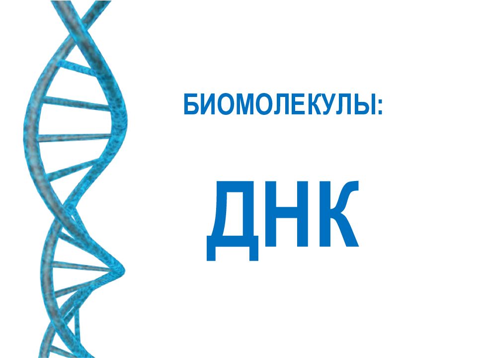 БИОМОЛЕКУЛЫ: ДНК