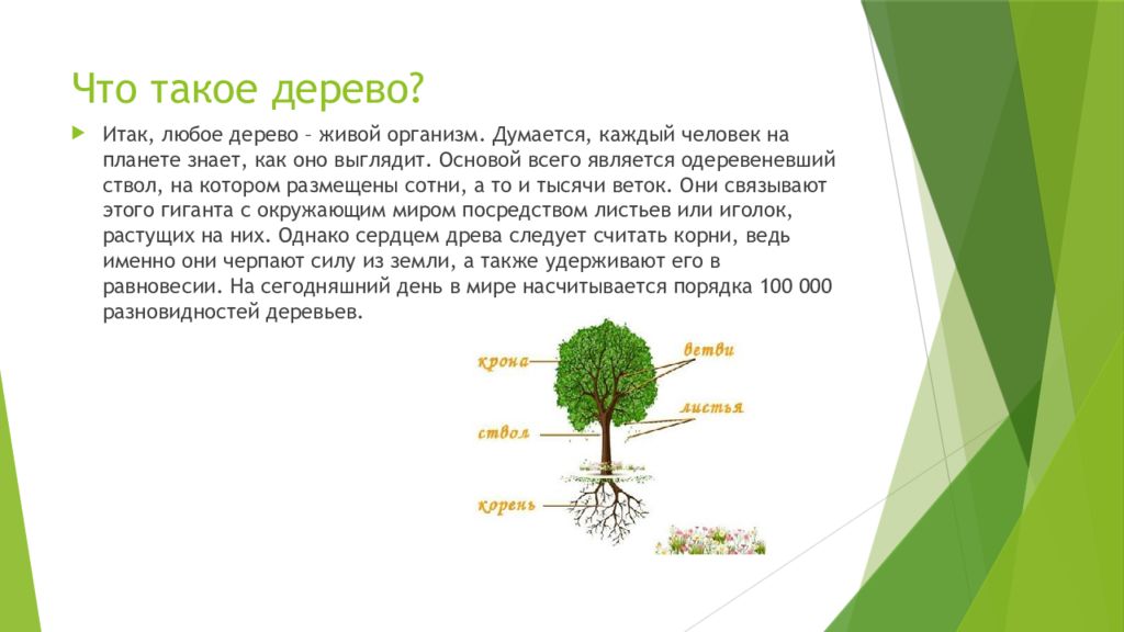 Почему деревья молодые. Деревья очищающие воздух в городе. Самый полезный дерево для очищения воздуха. Как деревья очищают воздух. Что такое дерево Duolingvo.