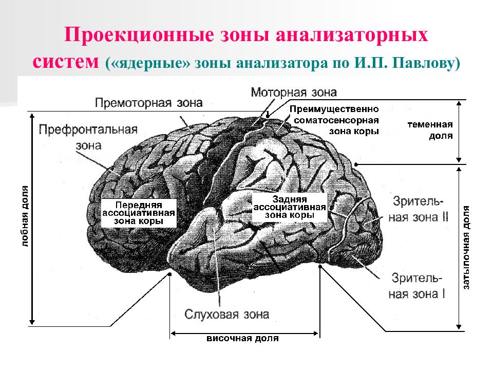 Зоны анализаторов