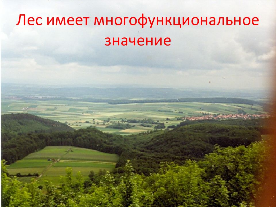 экономика в лесном хозяйстве