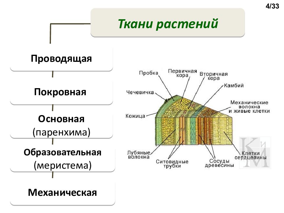 Тест по тканям растений 6 класс