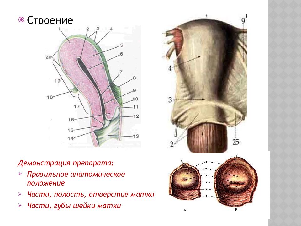 Половая система презентация