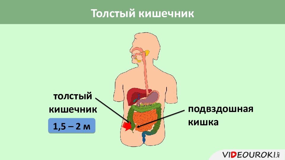 Лимфоидная ткань стенок органов пищеварения