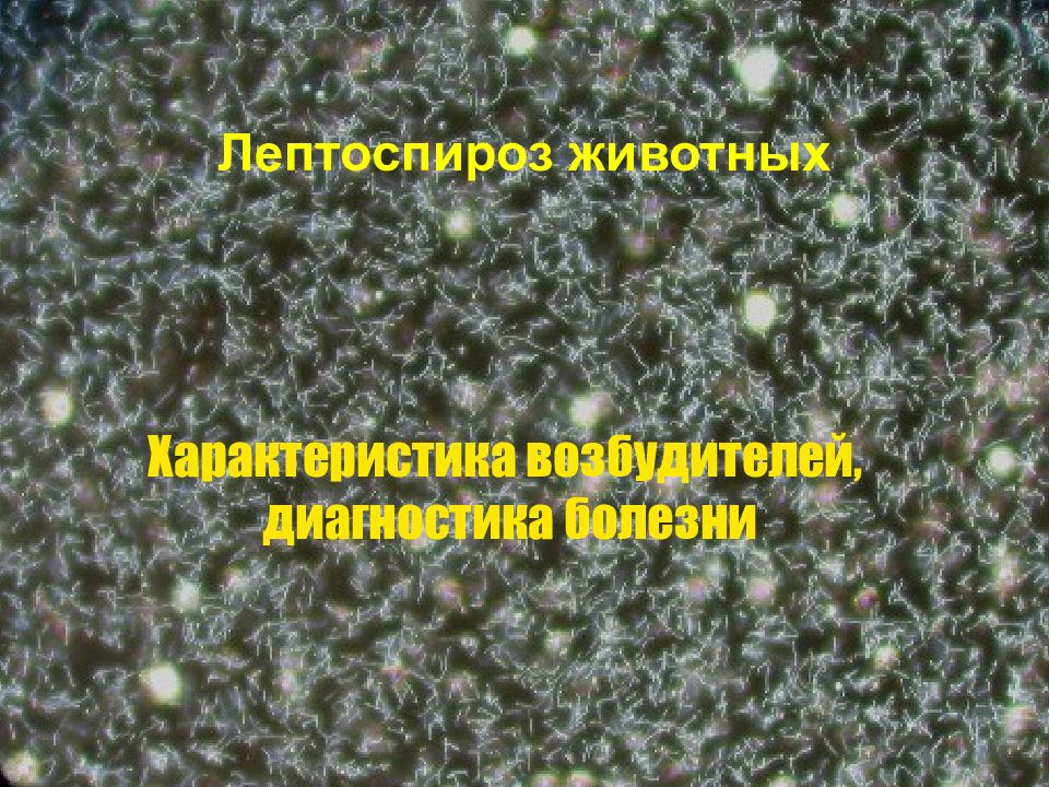 Лептоспироз животных Характеристика возбудителей, диагностика болезни