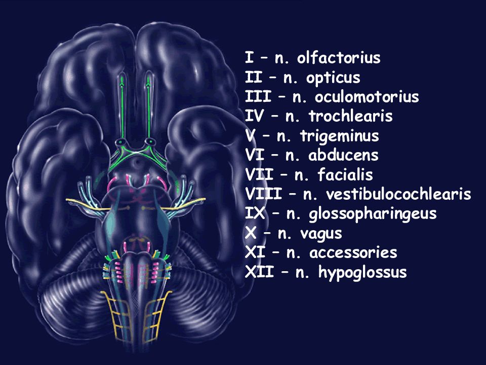 12 пар черепно мозговых нервов презентация