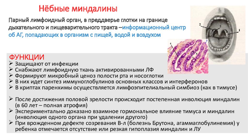 Хронический тонзиллит мкб. Функции небных миндалин. Миндалины строение и функции. Роль миндалин в иммунном процессе. Миндалины функции иммунология.