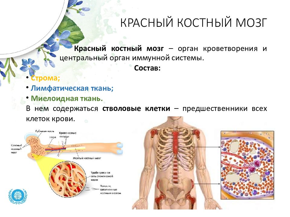 Иммунная и лимфатическая система презентация