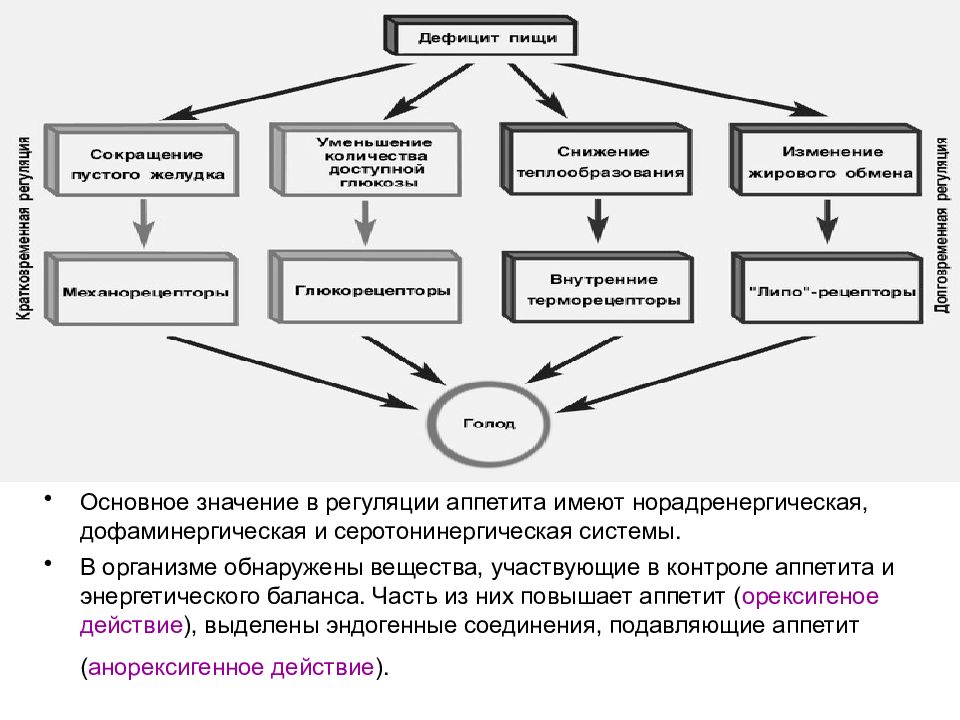 Основное значение. Центральная регуляция аппетита и энергетического баланса. Дофаминергическая система, характеристика, функциональное значение. Анорексигенные средства норадренергическая система. Следующее характеризует регуляцию аппетита.