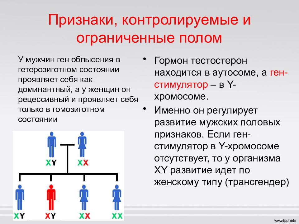 Генетика пола наследование сцепленное с полом презентация