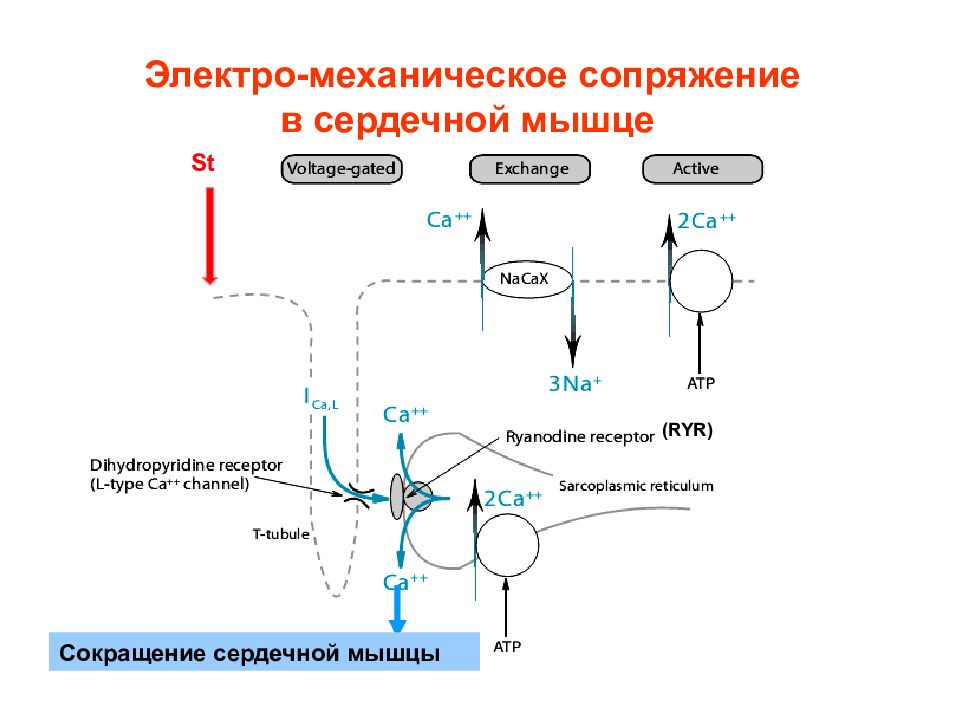 Сокращение сердечной мышцы. Электромеханическое сопряжение в сердечной мышце схема. Механизм сокращения сердечной мышцы. Механизм сокращения миокарда физиология. Механизм сокращения сердечной мышцы физиология.