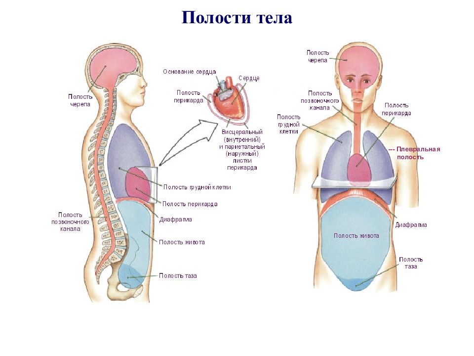 Полость тела