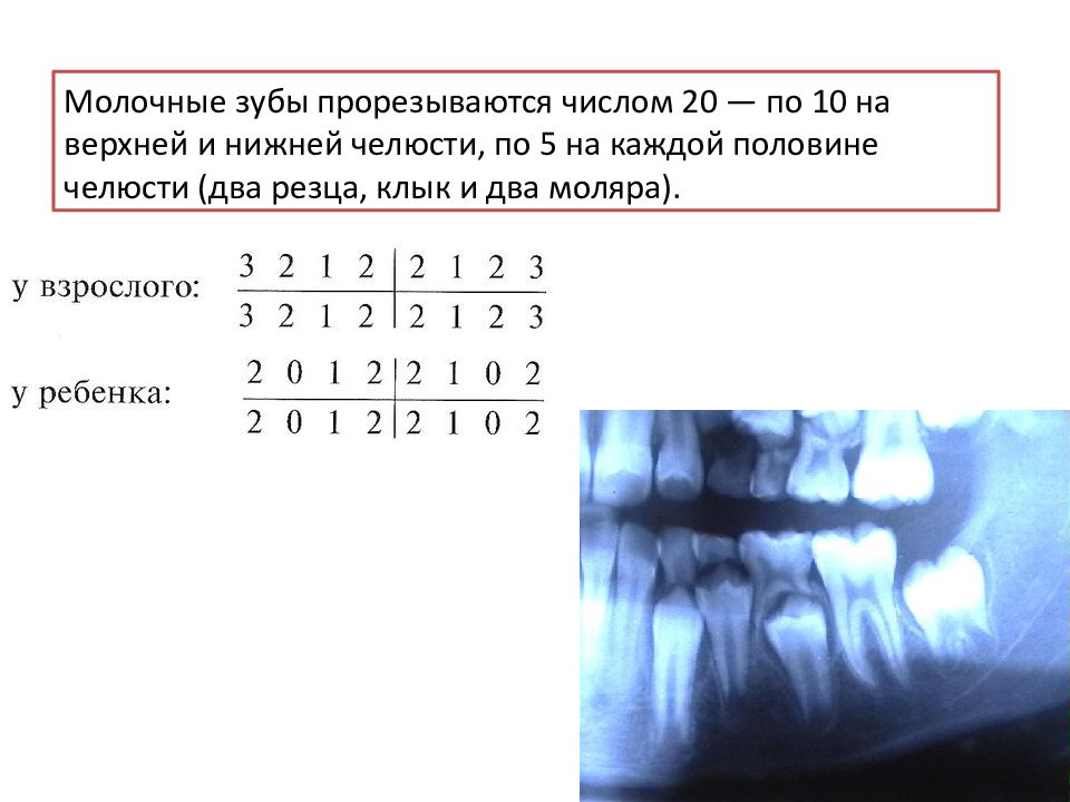 Формула количества молочных зубов. 5 Зуб нижней челюсти молочный. Зубная формула молочных зубов.