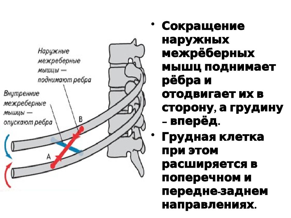 Межреберное дыхание. Наружные межреберные мышцы. Наружные межреберные мышцы прикрепление. Наружные и внутренние межреберные мышцы анатомия. Направления внутренних межреберных и наружных.