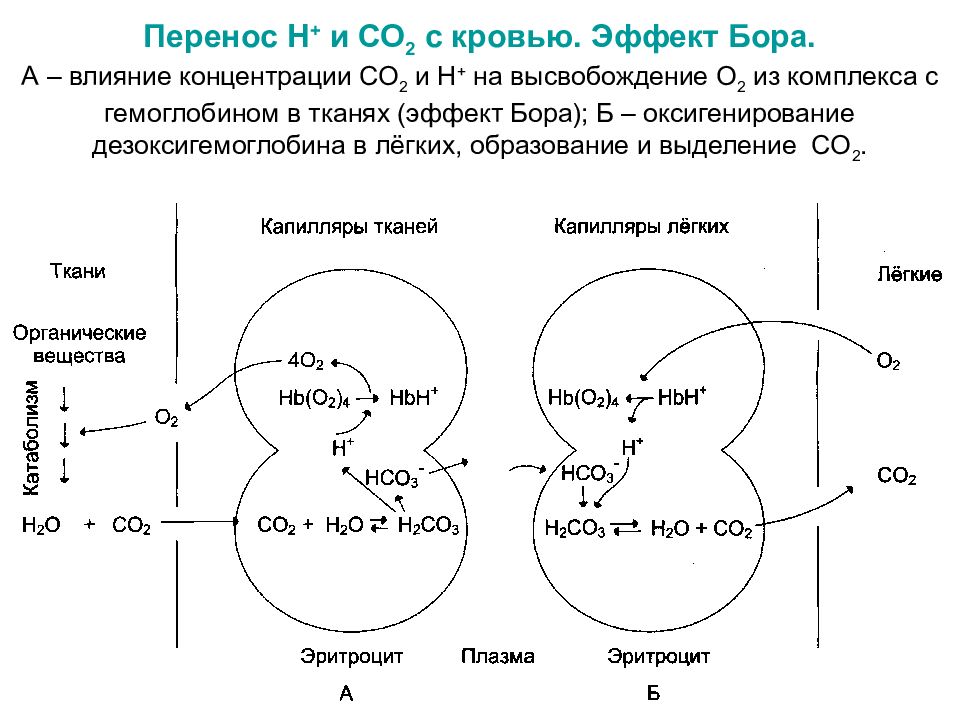 Н перен. Схема транспорта кислорода и углекислого газа гемоглобином. Схема переноса кислорода и углекислого газа гемоглобином. Перенос кислорода гемоглобином схема. Схема связывания газов гемоглобином.