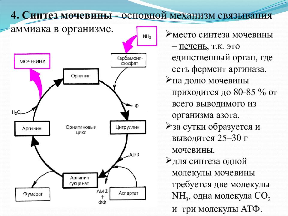 Орнитиновый цикл биохимия схема