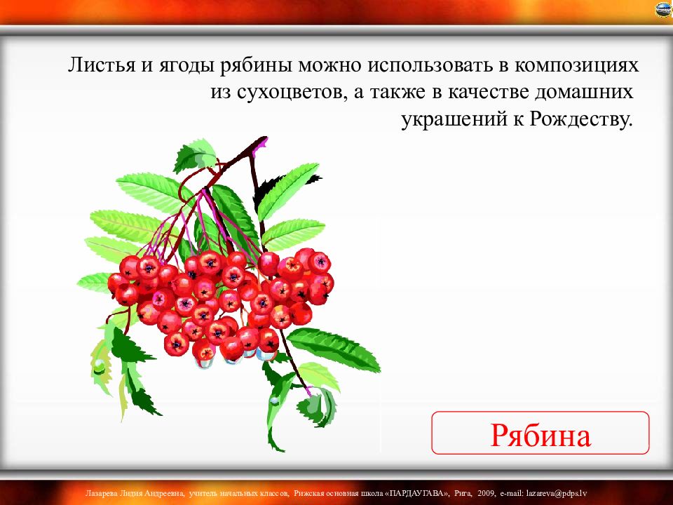 Весной рябинка одна из первых оживает многие деревья план текста