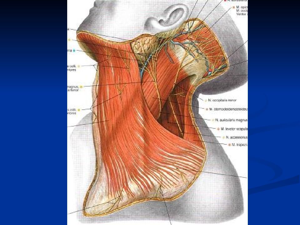 Шейная фасция. Мышцы шеи топографическая анатомия. Топографическая анатомия шеи мышцы шеи. Послойное строение шеи топографическая анатомия. Мышцы фасции и топография головы и шеи.