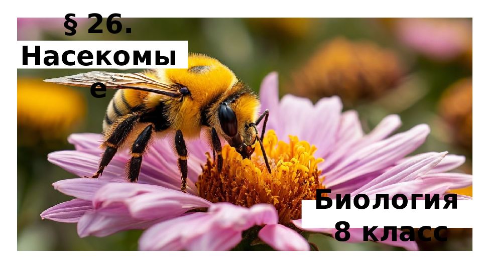 26. Насекомые Биология 8 класс