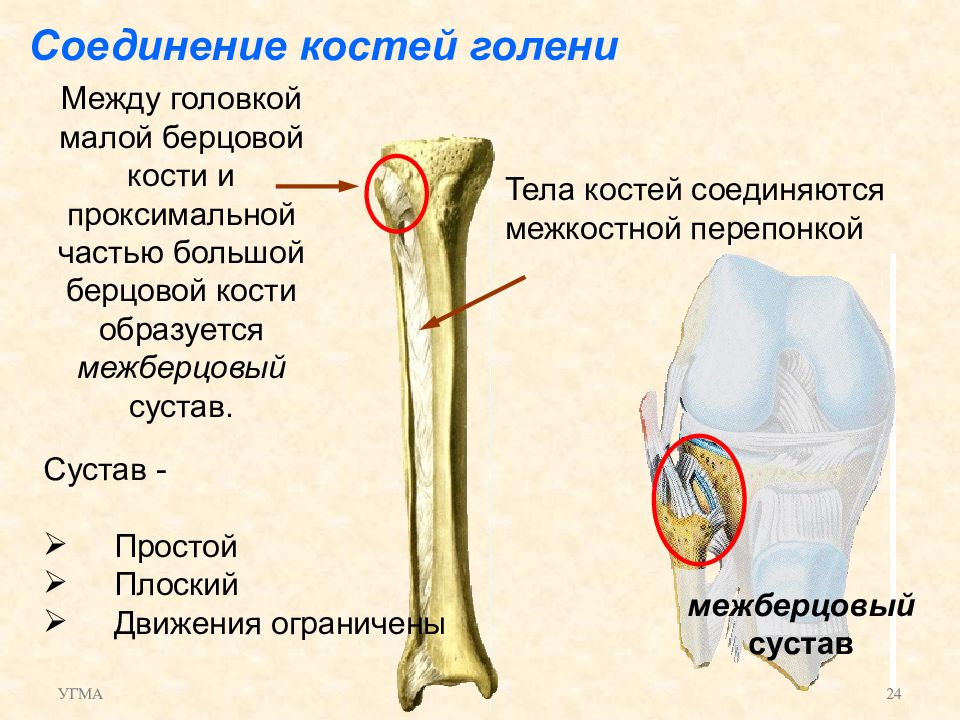 Бедренная кость тип соединения костей. Малая берцовая кость головка. Соединения костей голени межберцовый сустав. Сустав малой берцовой кости. Соединение костей бедренная и большая берцовая.