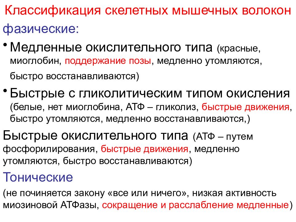 Физиология мышечной ткани. Закон все или ничего физиология мышцы. Процессы согласования активности мышц