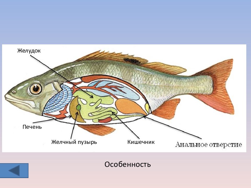 Рыбы какой организм