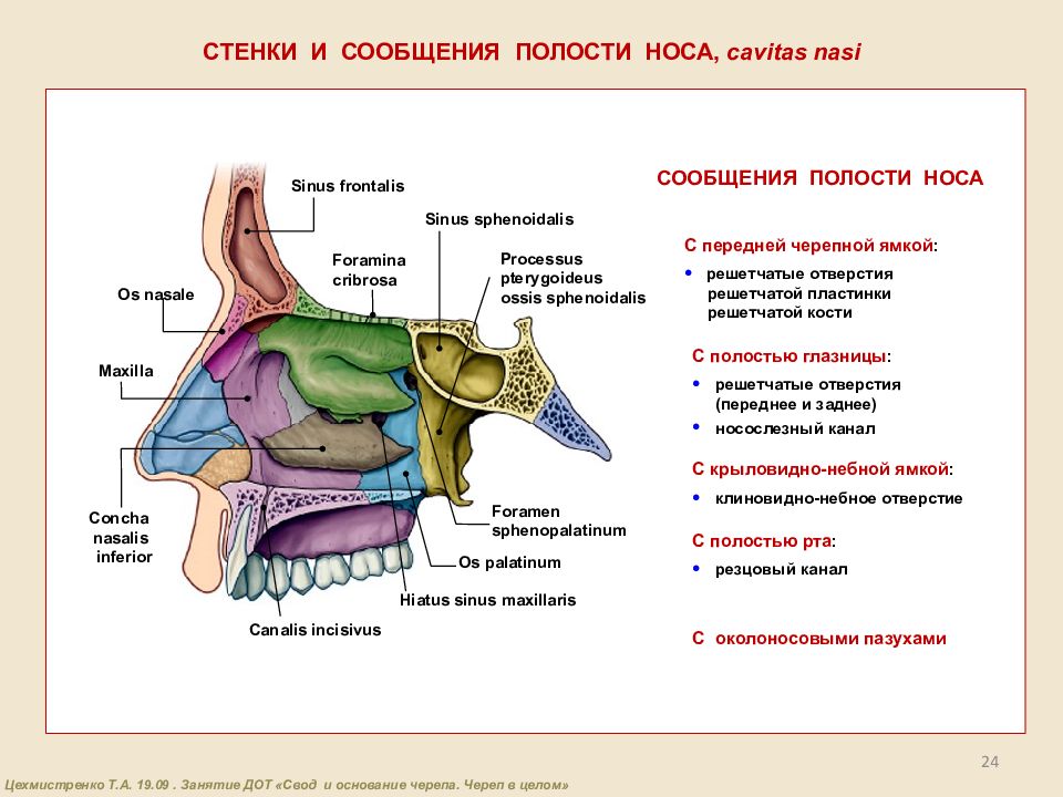 Полости черепа