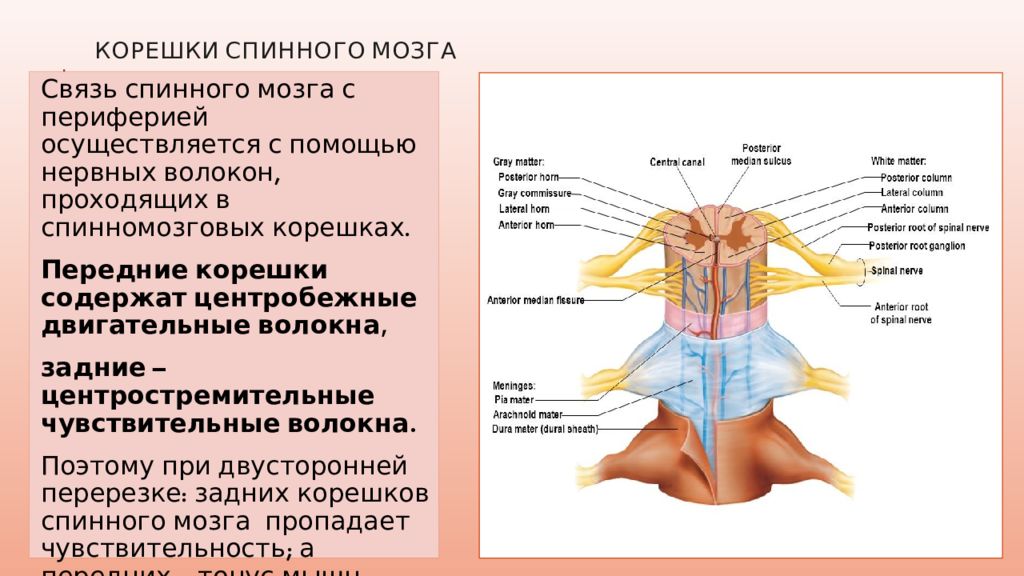 Перерезки спинного мозга. Функции передних и задних Корешков спинного мозга. Основная функция передних Корешков спинного мозга – это. Функции Корешков спинного мозга задних и передних таблица. Задние корешки спинного мозга функции.