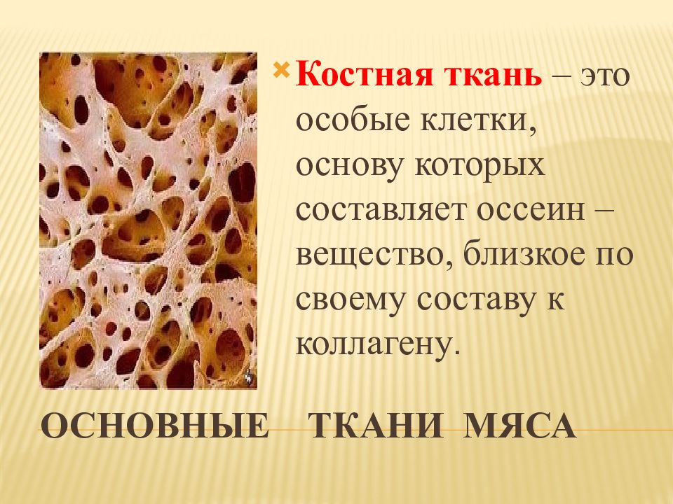 Ткани мякоти. Из чего состоит соединительная ткань мяса. Строение основных тканей мяса. Соединительная ткань мяса животных.