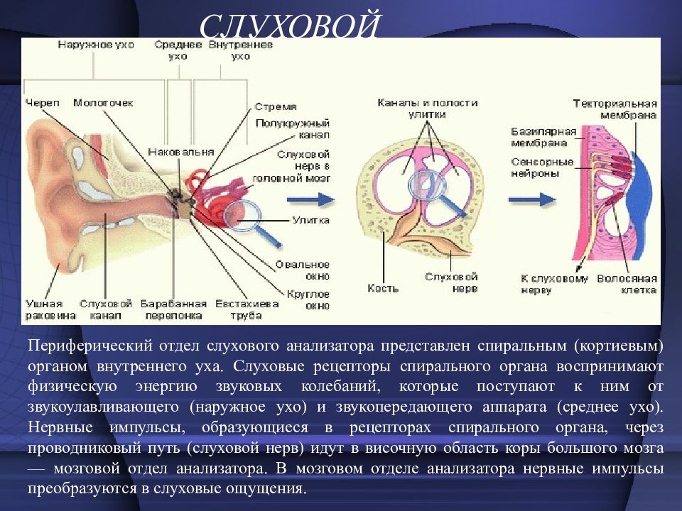 Слуховой рецептор. Рецепторный (периферический) отдел слухового анализатора. Рецепторный аппарат слухового анализатора. Рецепторы органа слуха располагаются. Рецепторы слухового анализатора находятся.