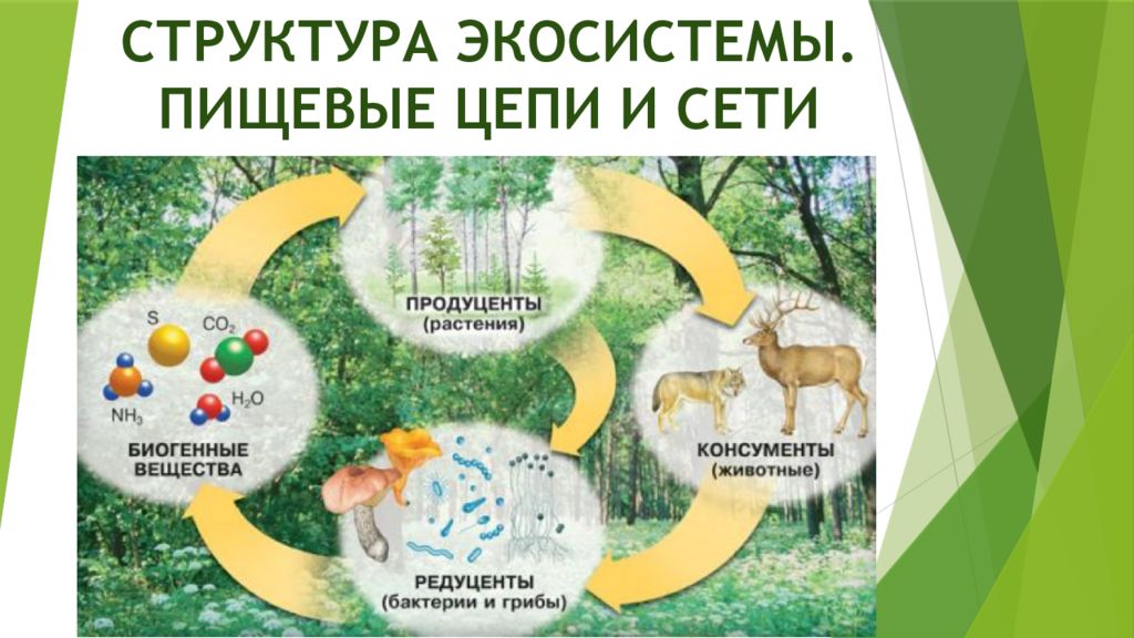 С труктура экосистемы. Пищевые цепи и сети