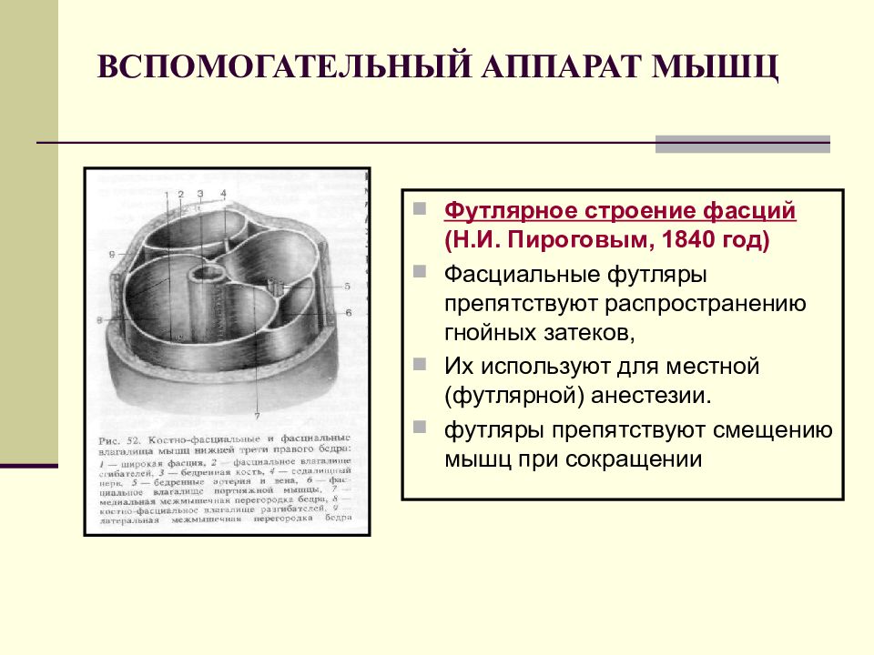 Законы пирогова. Вспомогательный аппарат мышц. Строение вспомогательного аппарата мышцы. Футлярное строение фасций пирогов. Законы Пирогова топографическая анатомия.