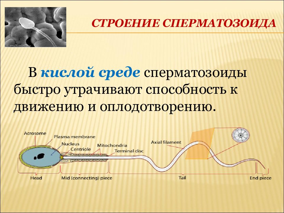 Сколько жив сперматозоид. Электронно-микроскопическое строение сперматозоида.. Электронно-микроскопическое строение спермиев. Строение спермия. Строение жгутика спермия.