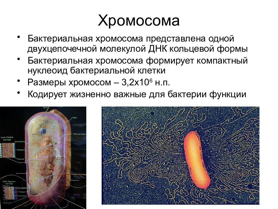 Длина 1 из бактерий. Строение бактериальной хромосомы. Хромосома бактериальной клетки. Строение хромосомы бактерий. Кольцевая хромосома у бактерий.