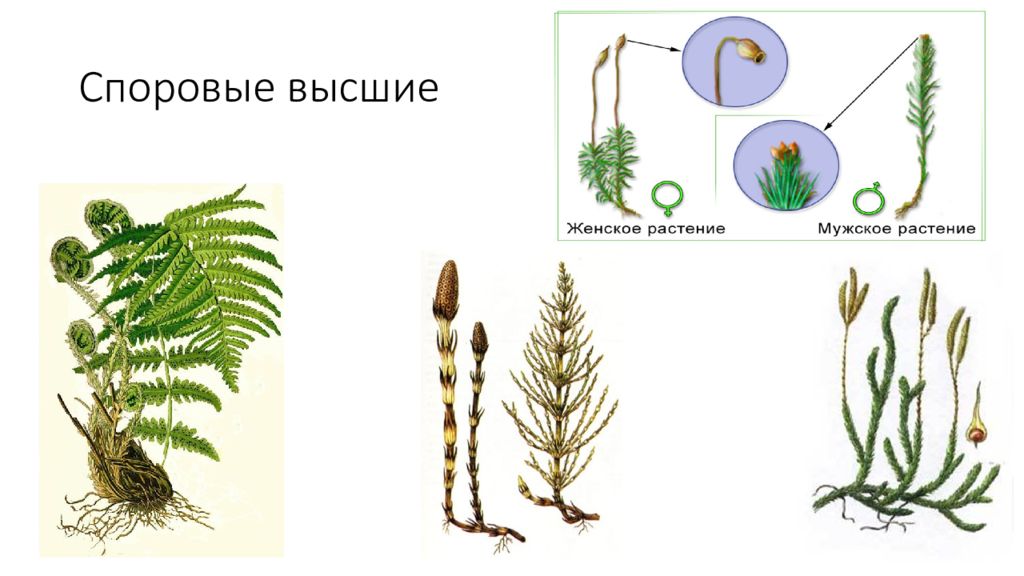 Какие высшие споровые растения. Высшие споровые растения. Высшие споровые растения строение. Примитивные споровые растения. Строение споровых растений биология.