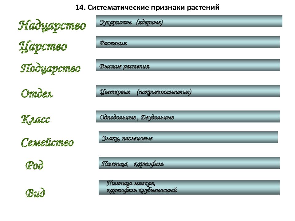 Признаки таксономических групп. Систематическое положение пшеницы. Систематическое положение пшеницы озимой. Систематическое положение пшеницы мягкой. Систематическое положение ржи.