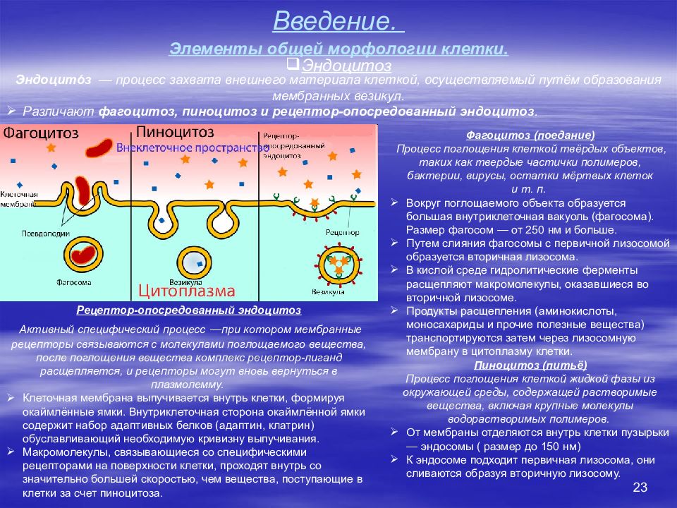 Мембрана синтез. Эндоцитоз фагоцитоз пиноцитоз. Фагоцитоз это вид эндоцитоза. Фагоцитоз и пиноцитоз в мембране. Эндоцитоз экзоцитоз фагоцитоз это.