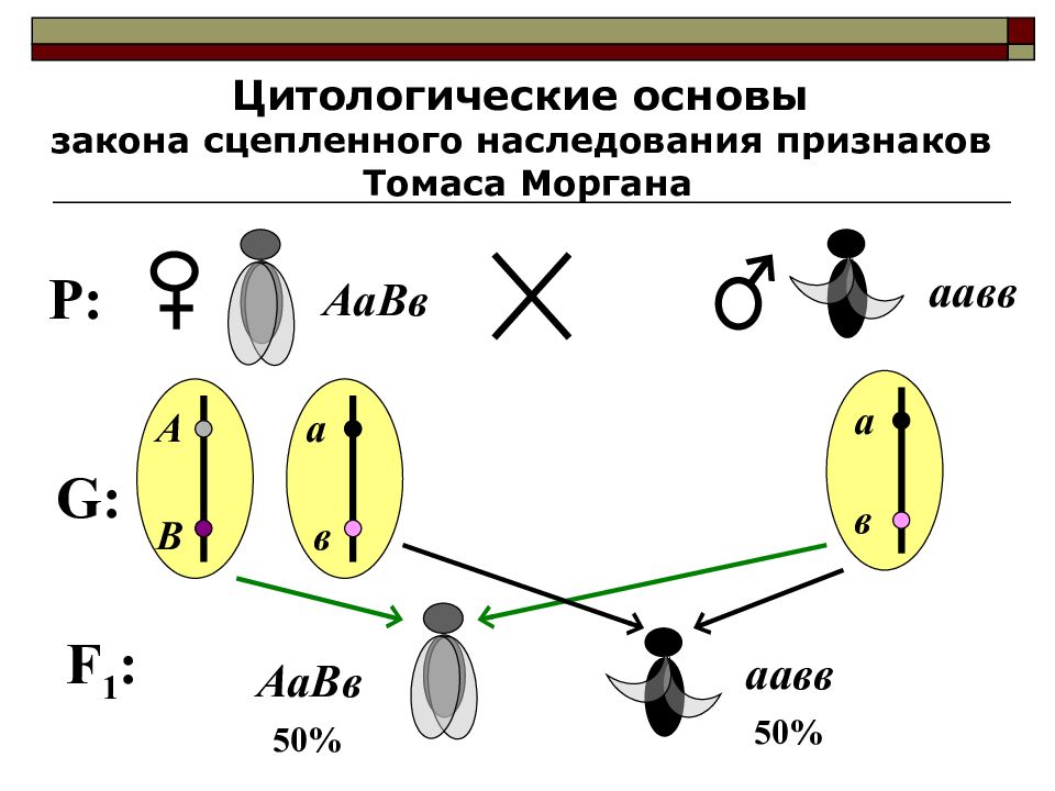 Объясните что такое наследование сцепленное. Сцепленное наследование опыты Моргана. Теория сцепленного наследования Томаса Моргана. Закон сцепленного наследования т.Моргана.