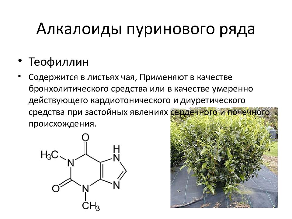 Алкалоид в чайных листьях. Алкалоиды пуринового ряда. Алкалоиды пуринового ряда теобромин. Теофиллин алкалоид пуринового ряда. Пуриновые алкалоиды формула.