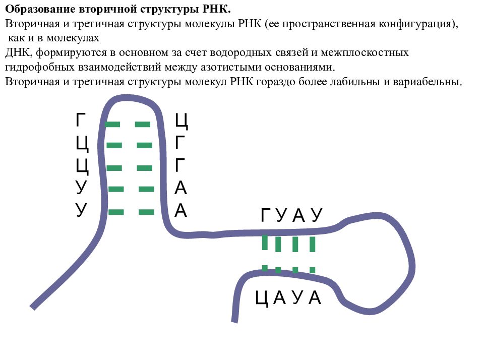 И рнк образуется в. Структуры РНК первичная вторичная и третичная. РНК структура молекулы РНК. Первичная и вторичная структура РНК биохимия. Вторичная структура РНК формула.