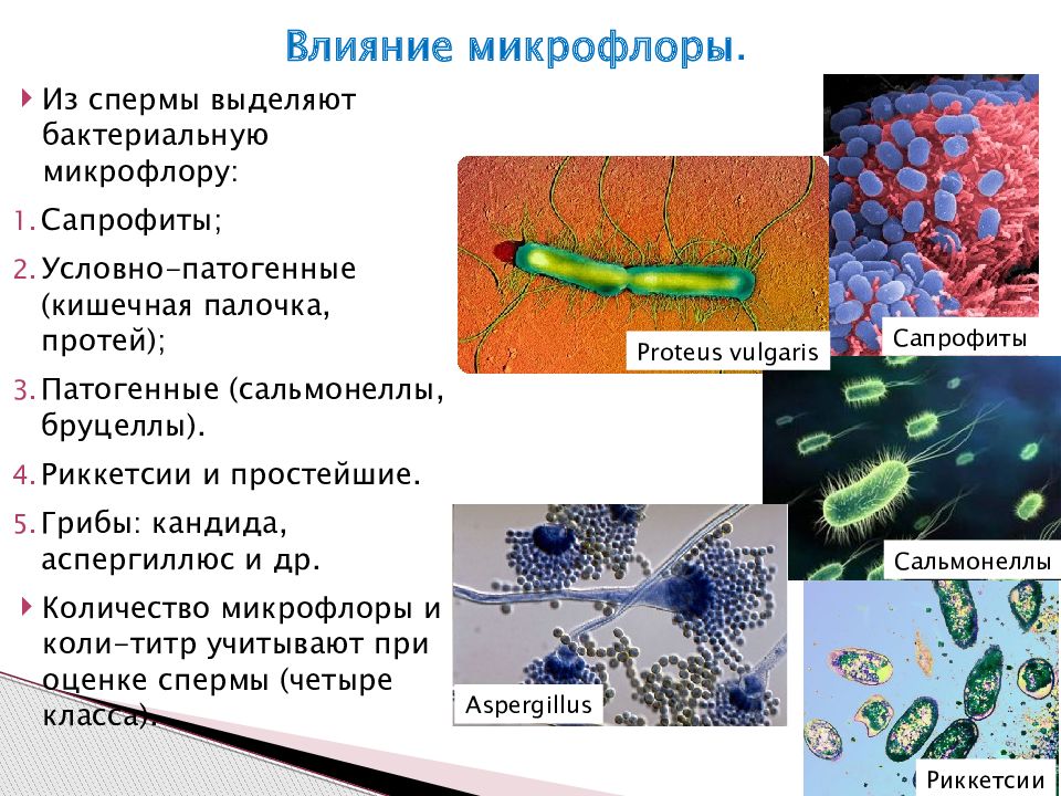 Бактерии выделяют метан. Условно-патогенные микроорганизмы. Условно-патогенные группы микроорганизмов. Микроорганизмы это. Бактерии сапрофиты фото.
