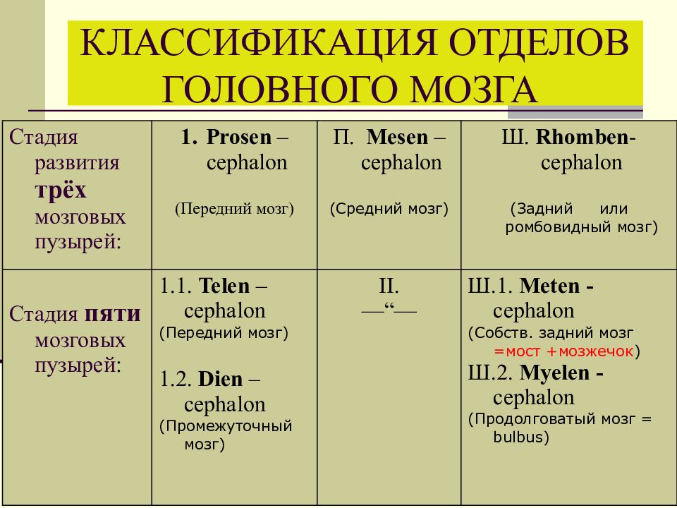 Классификация мозга