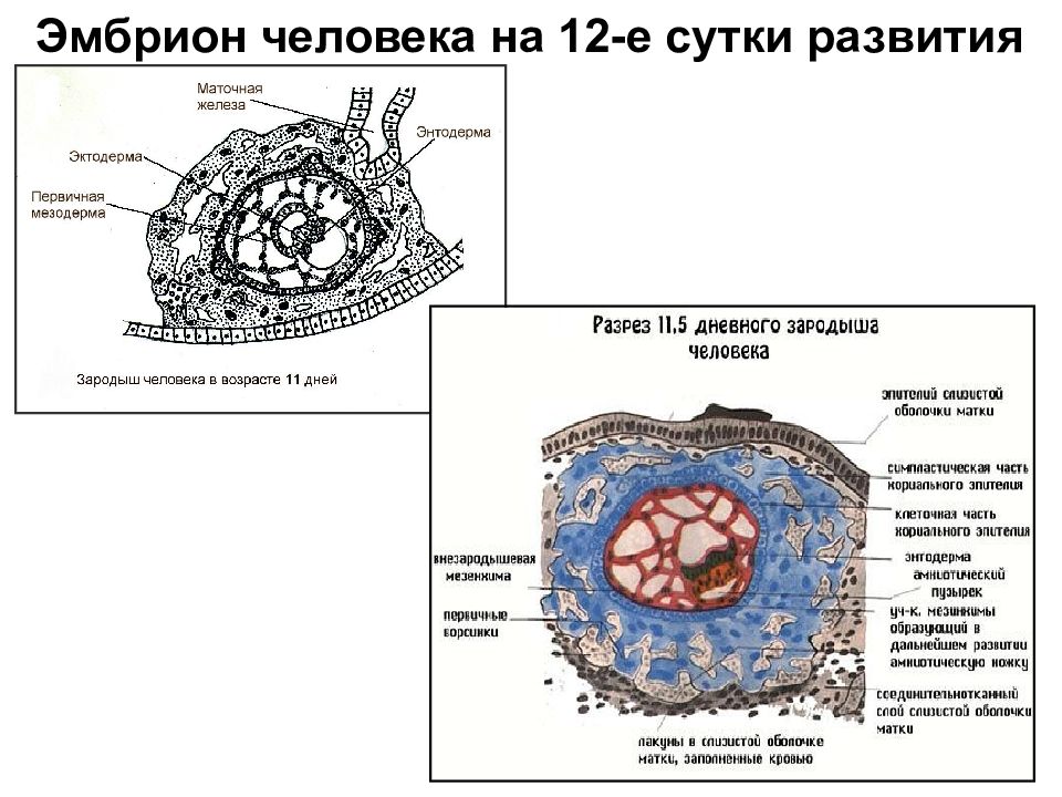 Эмбрион строение