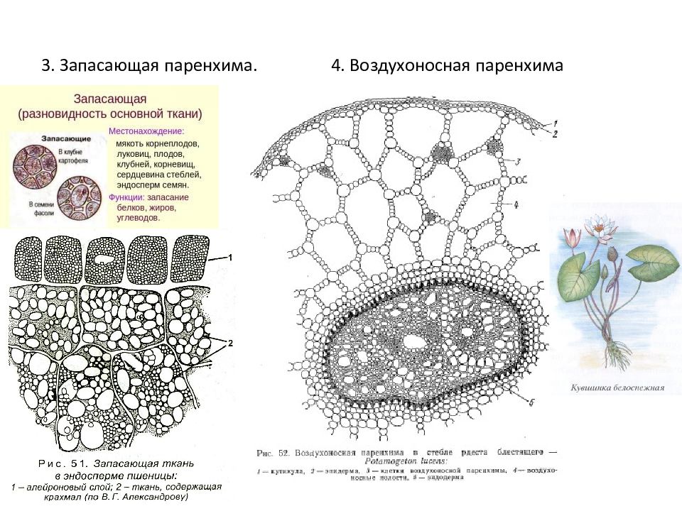 Хорошо развита воздухоносная ткань