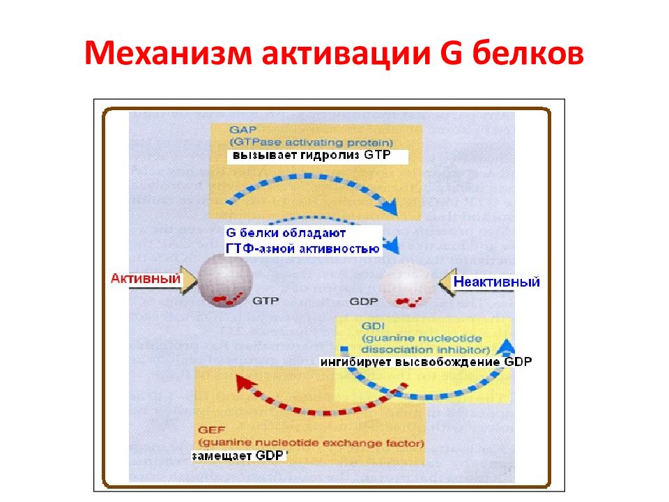 Активируйте механизм. Механизм активации g-белков. Механизм активации и инактивации g-белков. Механизмы активации. G белок механизм активации и инактивации.