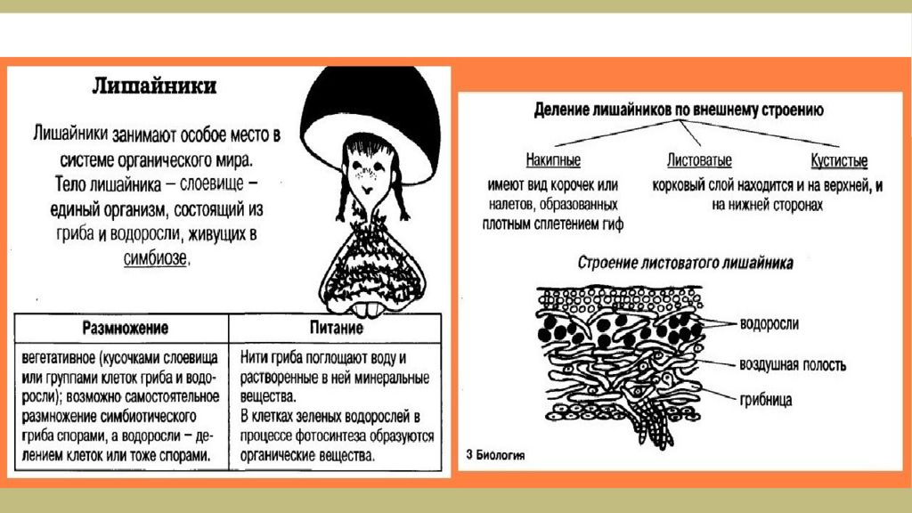 Схема питание лишайников