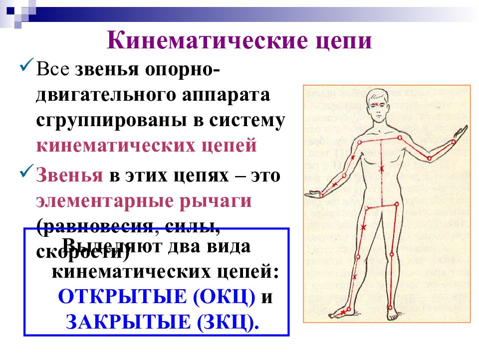 Биомеханика физических упражнений. Основы биомеханики человека. Биомеханика анатомия. Биомеханика опорно-двигательного аппарата человека. Биомеханика это в физкультуре.