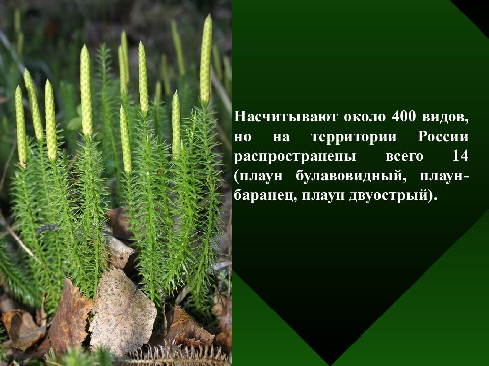 Плауны распространены. Плаун булавовидный Кавказ. Плаун булавовидный среда обитания. Плаун годичный царство отдел род вид. Плауны где растет и особенности.